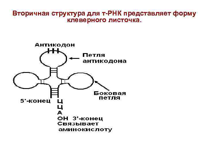 Рассмотрите рисунок и укажите названия процессов обозначенных цифрами 1 и 2 назовите конечный трнк