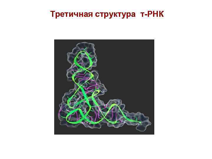 Пространственная структура рнк