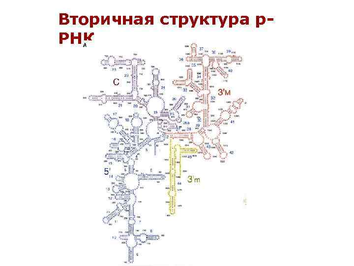 Вторичная структура р. РНК 