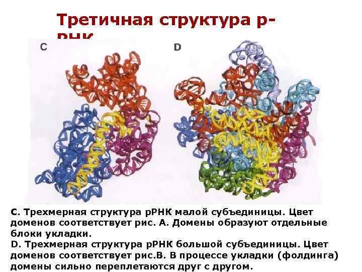 Гены ррнк. Третичная структура РРНК. Структуры РНК первичная вторичная и третичная.