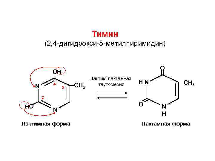 Лактам-лактимная таутомерия Тимина. Таутомерия нуклеиновых кислот. Изобразите лактимные и лактамные таутомерные формы гуанина и Тимина. 2,4-Дигидрокси-5-метилпиримидин.