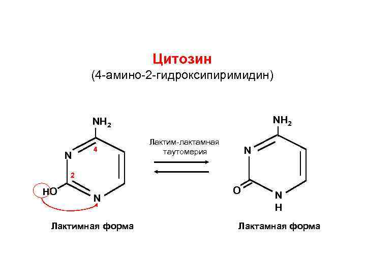 Цитозин соответствует