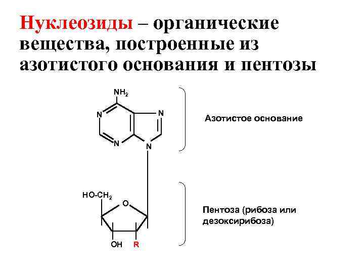 Соединение азотистых оснований. Органические азотистые соединения. Гидролиз нуклеозидов. Строение азотистых оснований. Роль нуклеозидов.
