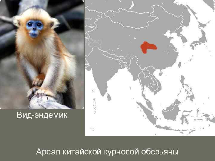 Вид-эндемик Ареал китайской курносой обезьяны 