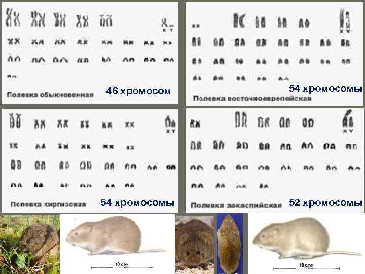 46 хромосом 54 хромосомы 52 хромосомы 
