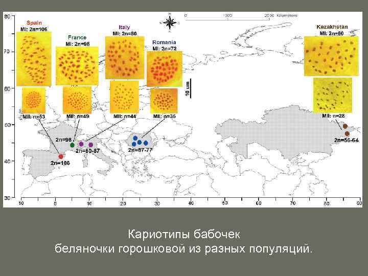 Кариотипы бабочек беляночки горошковой из разных популяций. 