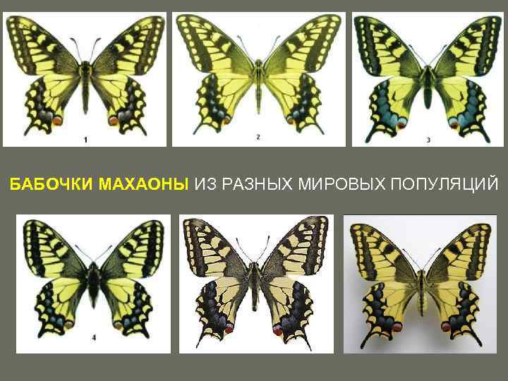 БАБОЧКИ МАХАОНЫ ИЗ РАЗНЫХ МИРОВЫХ ПОПУЛЯЦИЙ 
