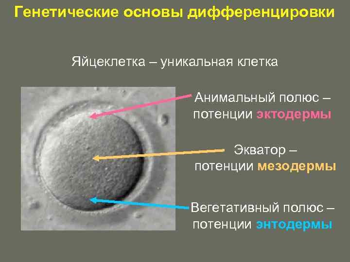 Схема закономерности онтогенеза