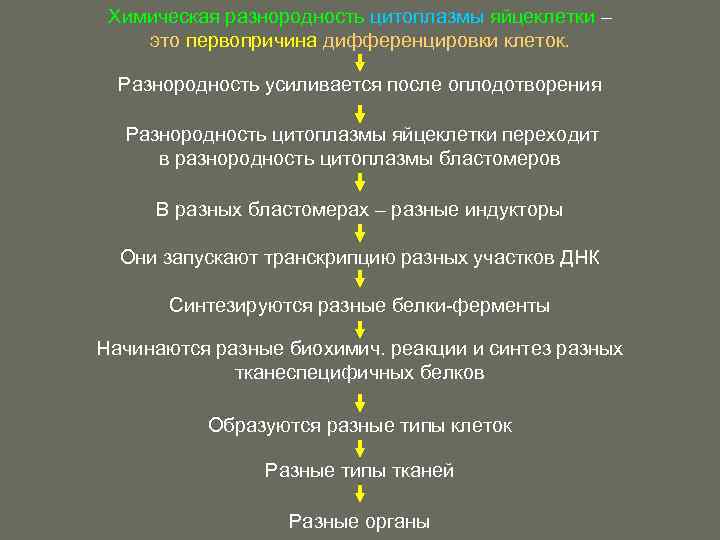 Химическая разнородность цитоплазмы яйцеклетки – это первопричина дифференцировки клеток. Разнородность усиливается после оплодотворения Разнородность