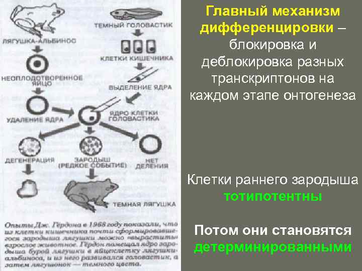 Схема закономерности онтогенеза