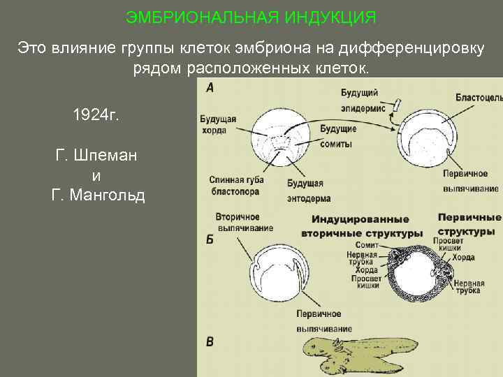 Эмбриональная индукция это в биологии