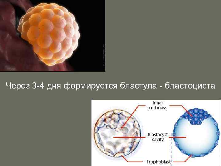 Как выглядит бластоциста на 5 день фото