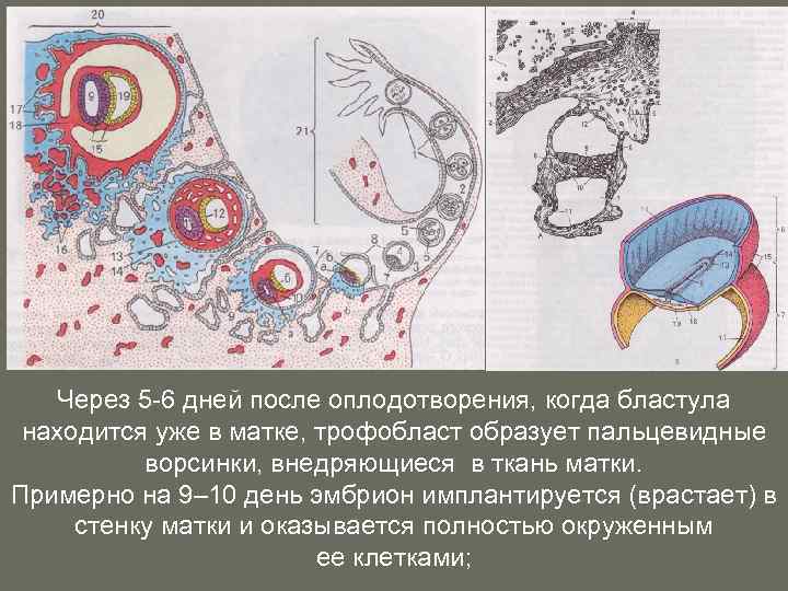 День после оплодотворения. Дни после оплодотворения. 5 День после оплодотворения. 6 Сутки после оплодотворения. 9 День после оплодотворения.