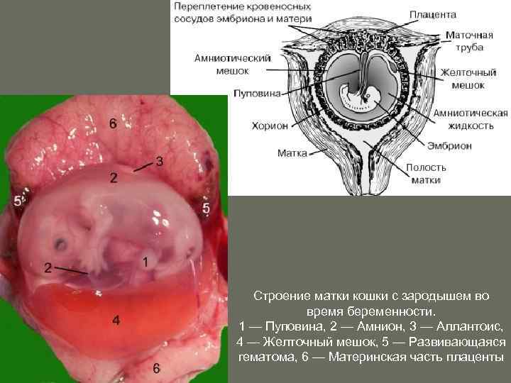 Фото матки женщины строение