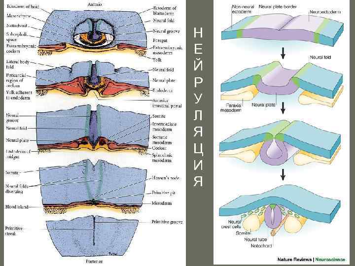 Н Е Й Р У Л Я Ц И Я 