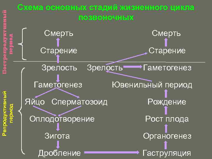 Схемы периодов