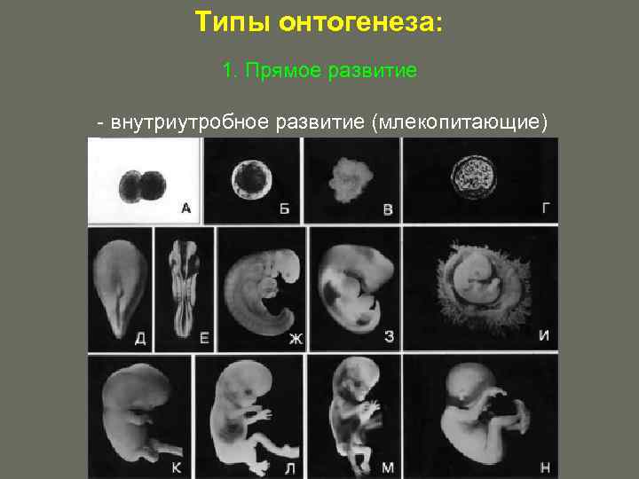 На рисунке изображен тритон в разные периоды онтогенеза какое общее свойство живых систем