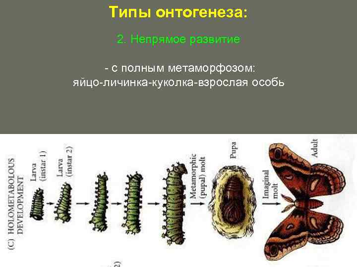 Какое развитие у лягушки прямое или непрямое