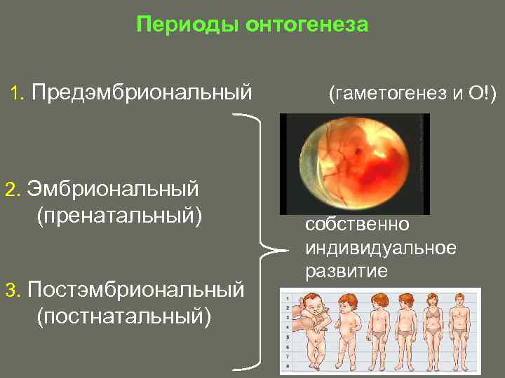 Что такое моторный онтогенез