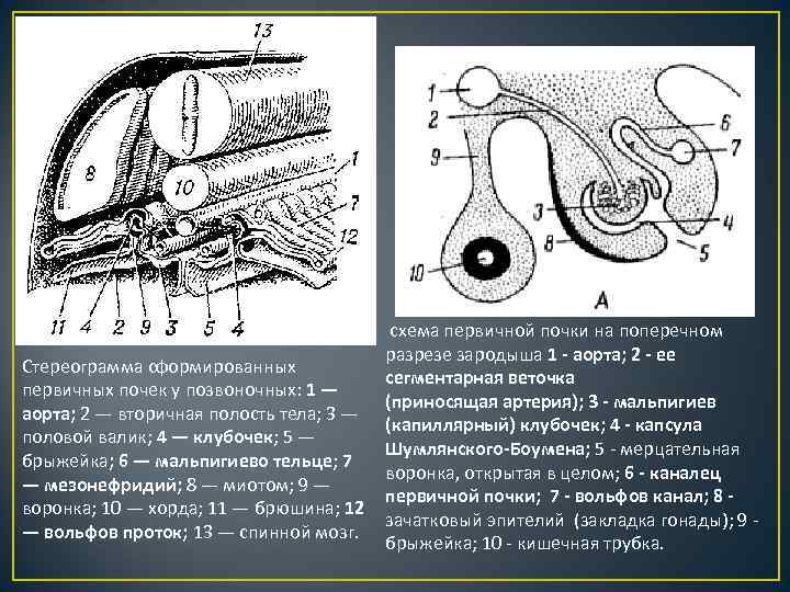 Стереограмма сформированных первичных почек у позвоночных: 1 — аорта; 2 — вторичная полость тела;