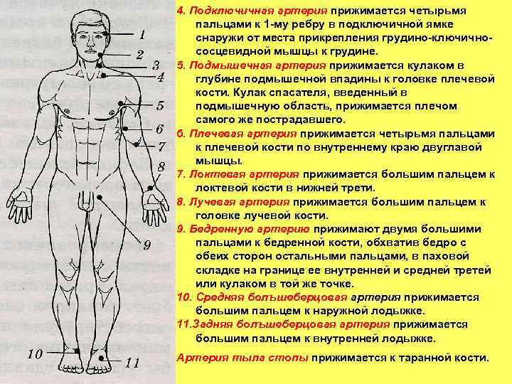 4. Подключичная артерия прижимается четырьмя пальцами к 1 -му ребру в подключичной ямке снаружи