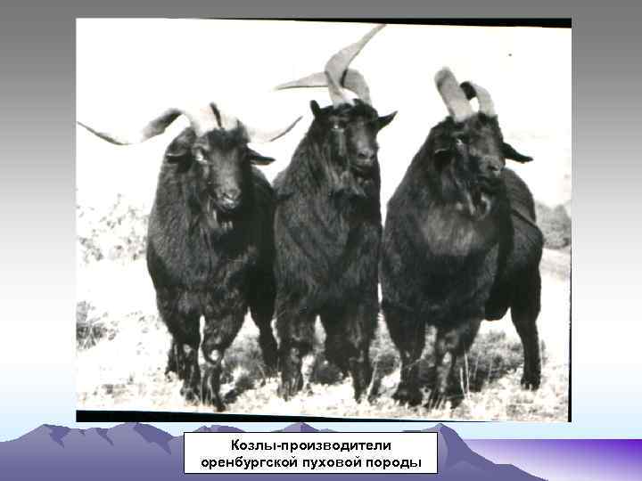 Козлы-производители оренбургской пуховой породы 