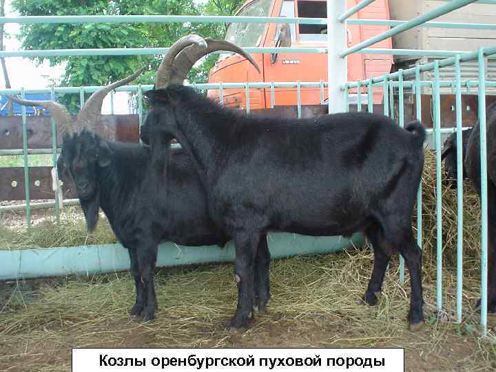  • Козлы оренбургской пуховой породы 