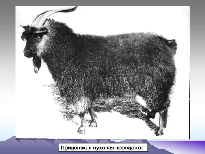 Придонская пуховая порода коз 