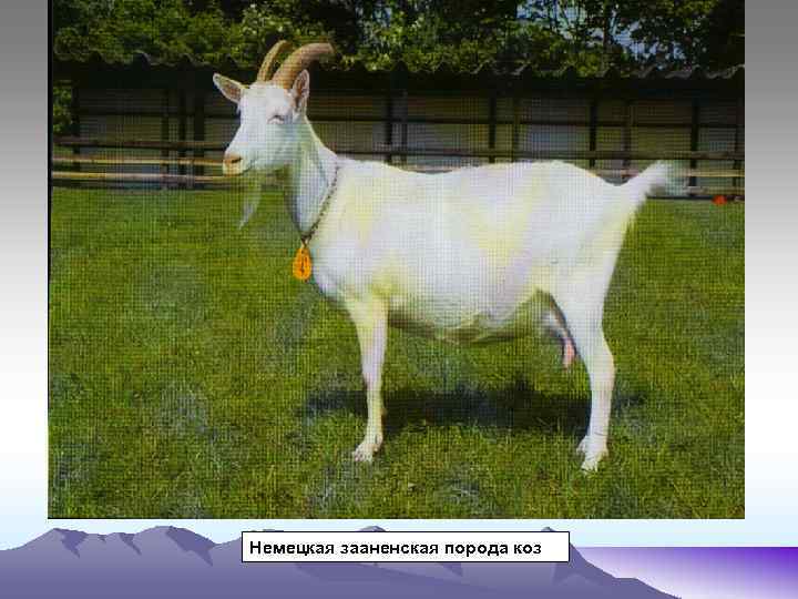Немецкая зааненская порода коз 