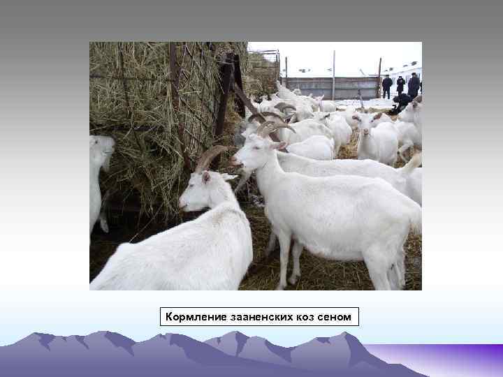 Кормление зааненских коз сеном 