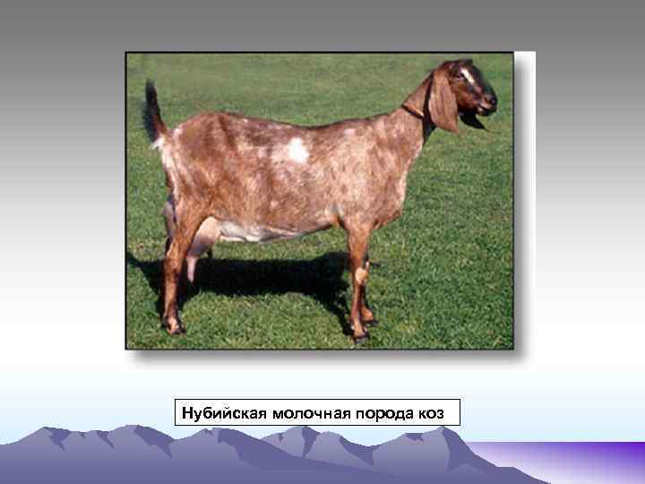 Нубийская молочная порода коз 