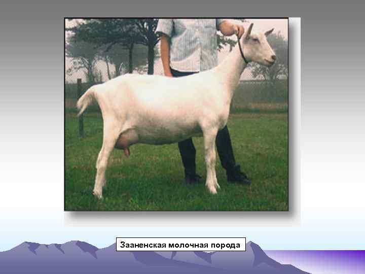 Зааненская молочная порода 