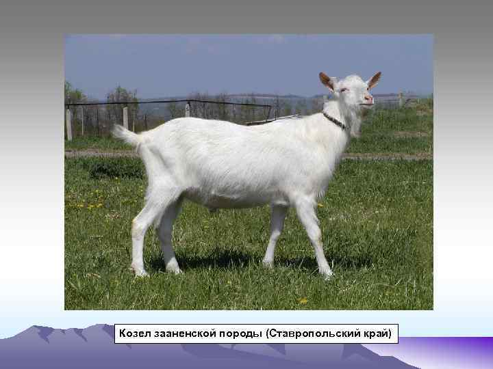 Козел зааненской породы (Ставропольский край) 