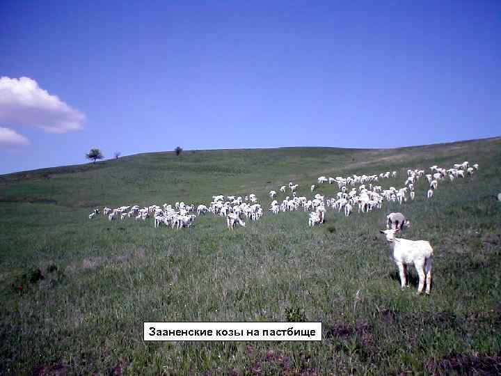Зааненские козы на пастбище 