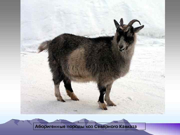 Аборигенные породы коз Северного Кавказа 