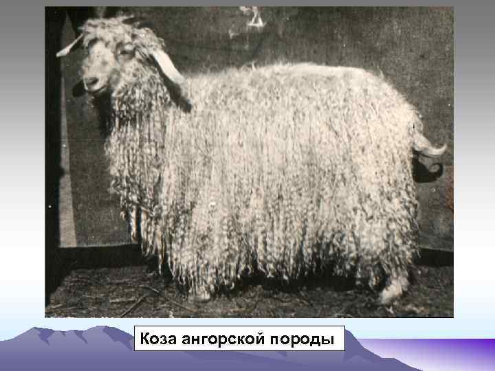 Коза ангорской породы 