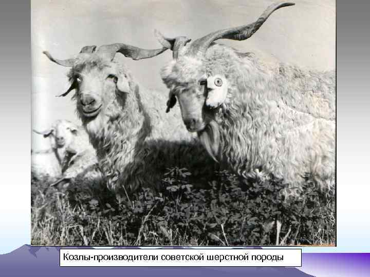 Козлы-производители советской шерстной породы 