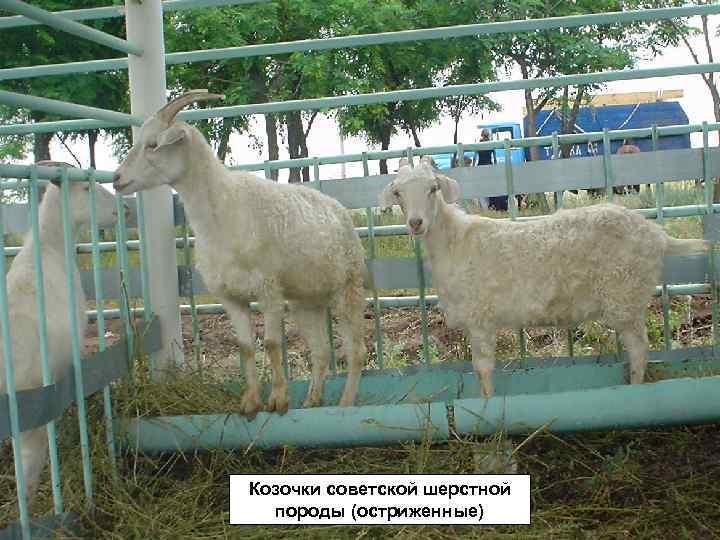 Козочки советской шерстной породы (остриженные) 