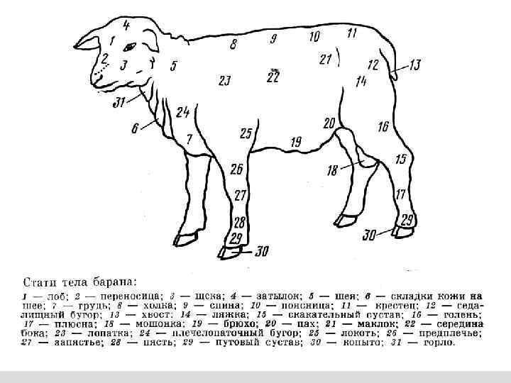 Укол ягненку. Стати крупного рогатого скота схема. Стати овцы с обозначениями. Схема промеров КРС. Овца строение тела.