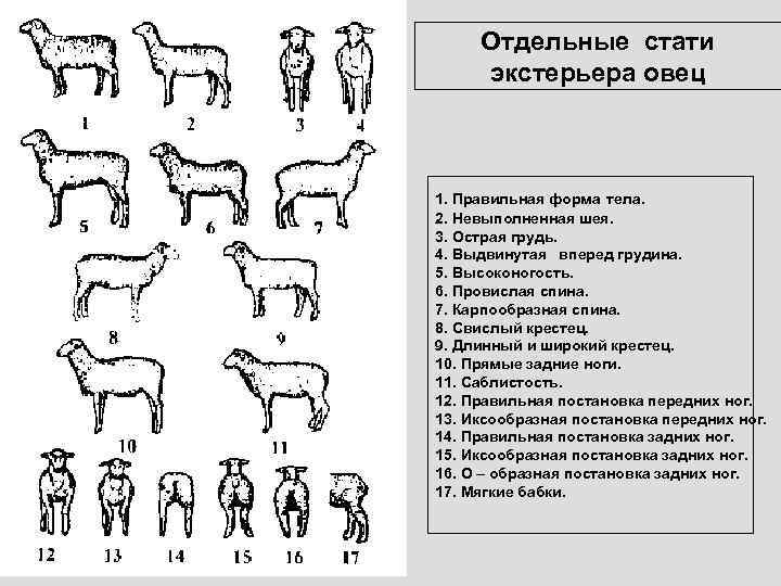 Отдельные стати экстерьера овец 1. Правильная форма тела. 2. Невыполненная шея. 3. Острая грудь.