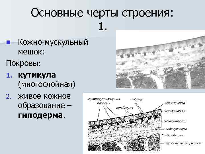 Основные черты строения: 1. Кожно-мускульный мешок: Покровы: 1. кутикула (многослойная) 2. живое кожное образование