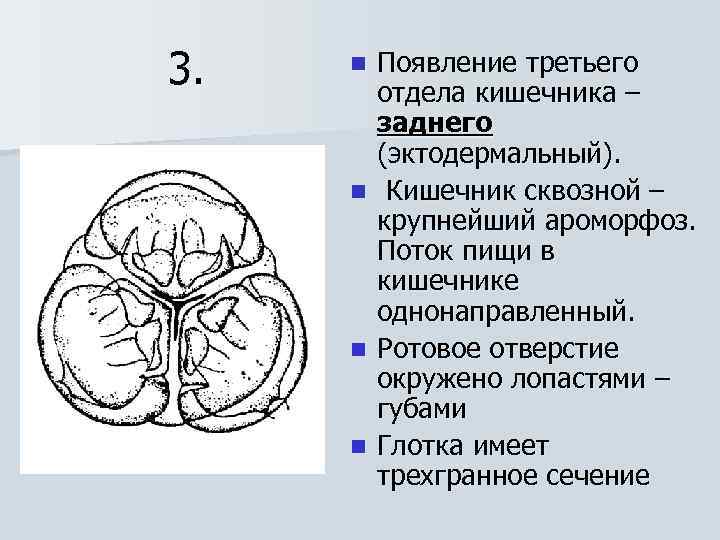 3. n n Появление третьего отдела кишечника – заднего (эктодермальный). Кишечник сквозной – крупнейший