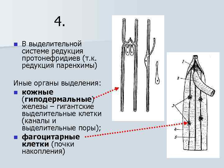 Лучевые черви