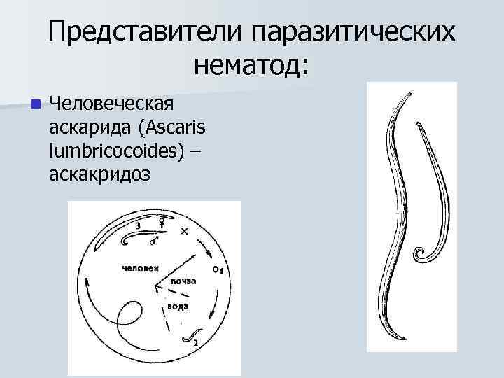 Представители паразитических нематод: n Человеческая аскарида (Ascaris lumbricocoides) – аскакридоз 