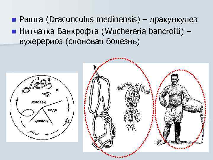 Схема цикла развития ришты