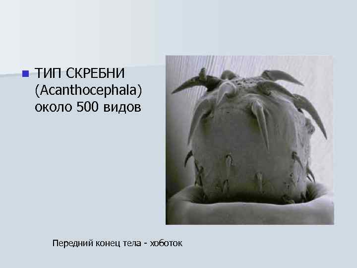 n ТИП СКРЕБНИ (Acanthocephala) около 500 видов Передний конец тела - хоботок 