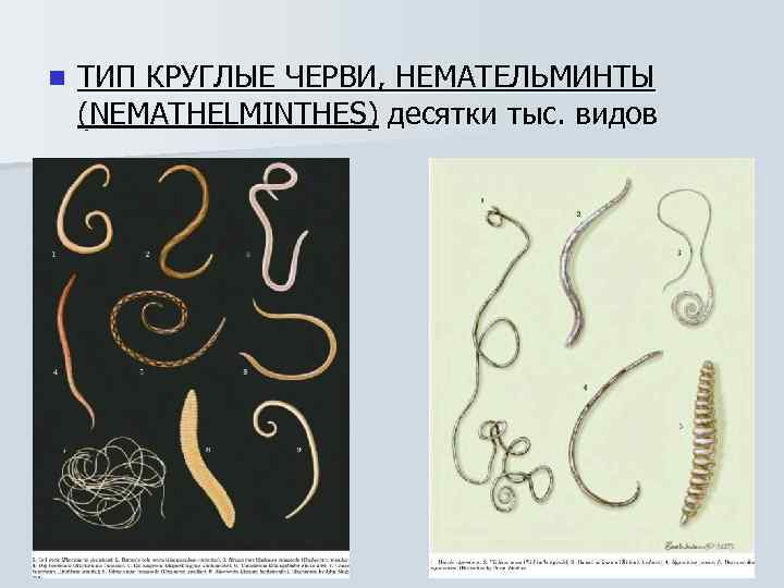 n ТИП КРУГЛЫЕ ЧЕРВИ, НЕМАТЕЛЬМИНТЫ (NEMATHELMINTHES) десятки тыс. видов 