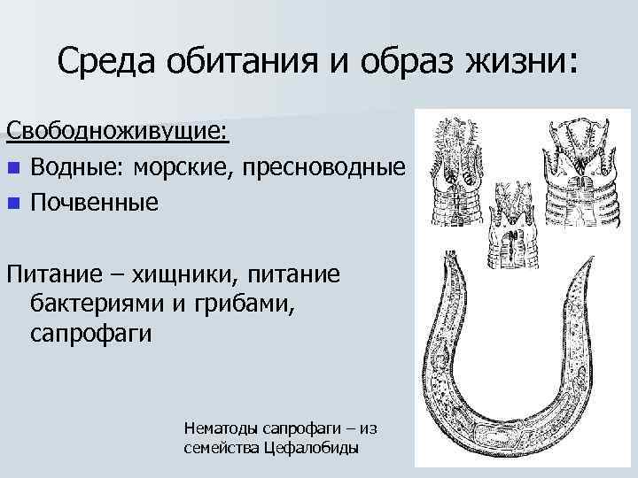 Среда обитания и образ жизни: Свободноживущие: n Водные: морские, пресноводные n Почвенные Питание –