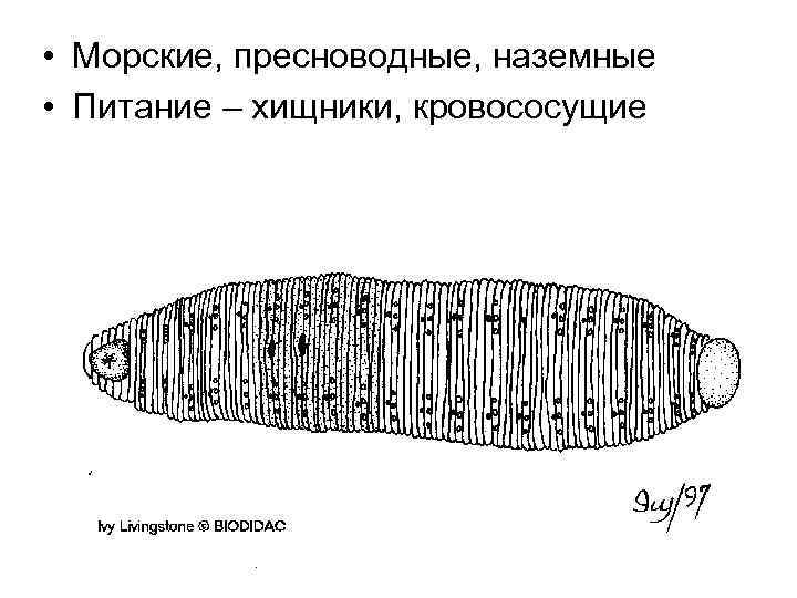  • Морские, пресноводные, наземные • Питание – хищники, кровососущие 