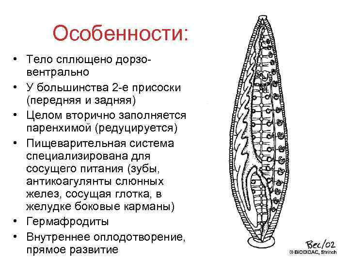 Особенности: • Тело сплющено дорзовентрально • У большинства 2 -е присоски (передняя и задняя)